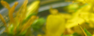 Šentjanževka (Hypericum perforatum)